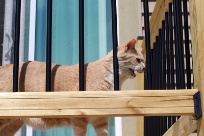 门廊上的猫