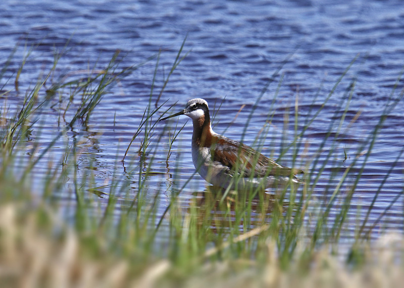 威尔逊氏Phalarope (female) (phalaropus tricolor)