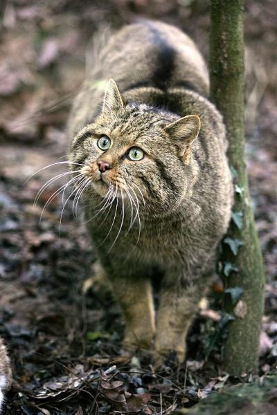 欧洲野猫，欧洲野猫，成体