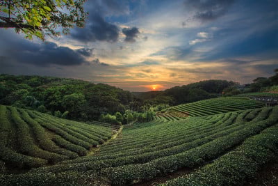 茶园山谷在戏剧性的粉红色日落天空在台湾