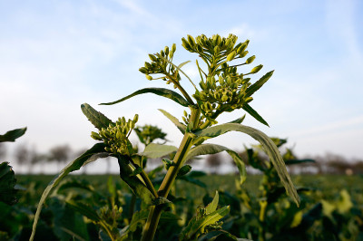 油菜种植
