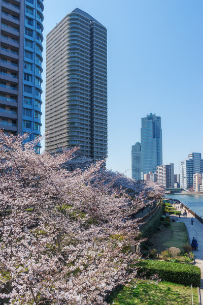东京的樱花