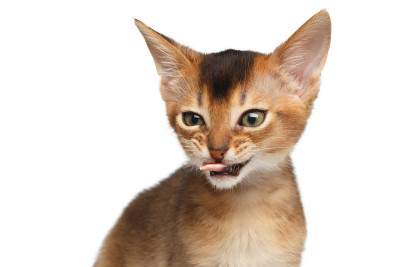 阿比西尼亚小猫的肖像在孤立的白色背景