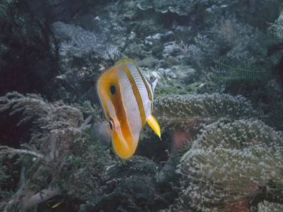 一种铜带蝶鱼(Chelmon rostratus)