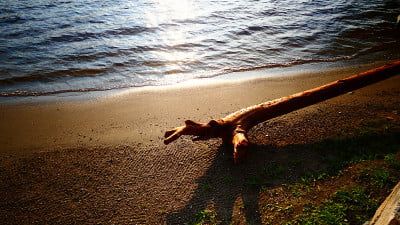 plage的