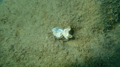 双壳软体动物的贝壳，欧洲扁壳牡蛎或海底普通牡蛎