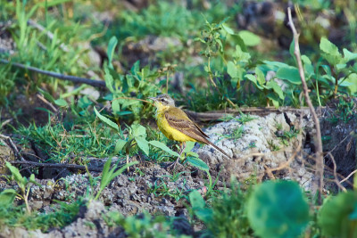 西部黄wagtail (Motacilla flava)坐在地上的自然栖息地。