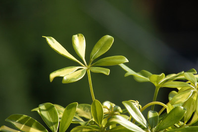 花盆里的Schefflera Arboricola