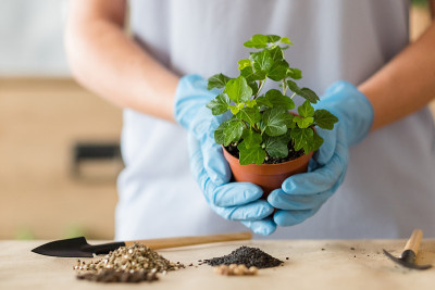 种植移栽服务室内植物购物