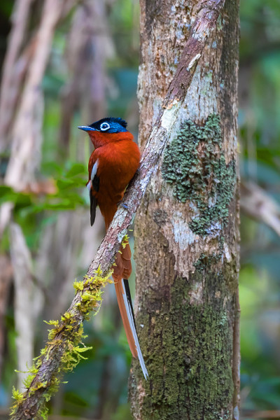 马达加斯加Paradise-flycatcher、野生动物