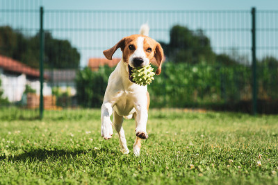 小猎犬的宠物狗带着球在户外跑步带着球