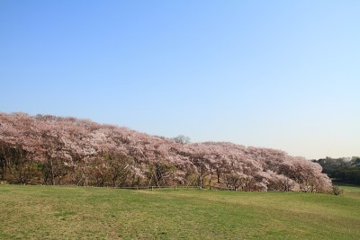 日本横滨根岸中心公园的樱花