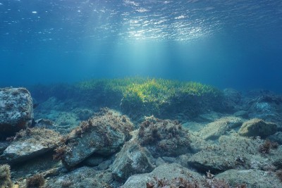水下岩石和海草自然阳光