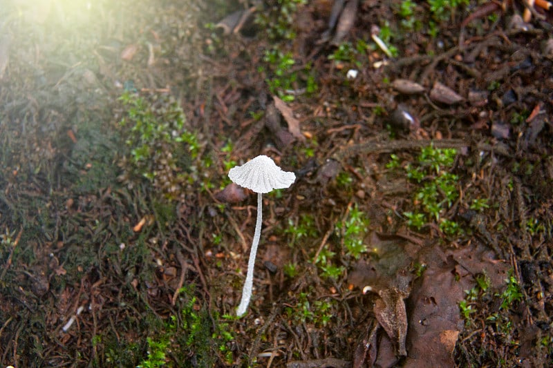 带苔藓的伞状真菌