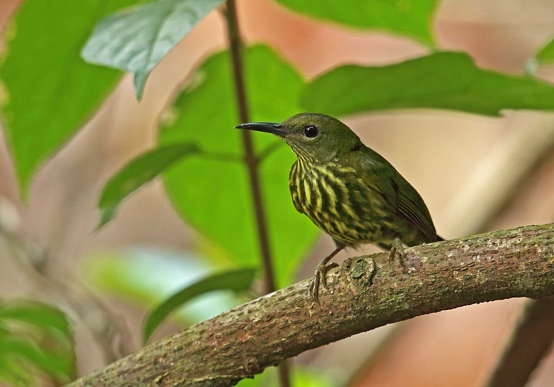 Purple-naped Spiderhunter