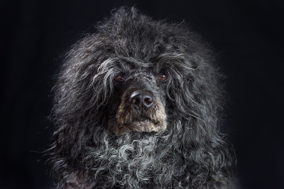 黑色雄性葡萄牙水犬的肖像