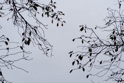 灰色的冬日枯黄的天空