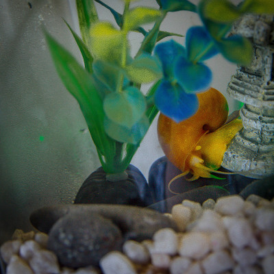 有孔雀鱼和蜗牛的家庭水族馆