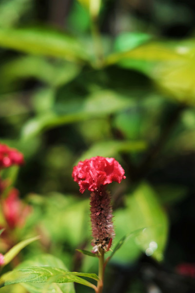 红鸡冠、毛花或天青花盛开在花园里