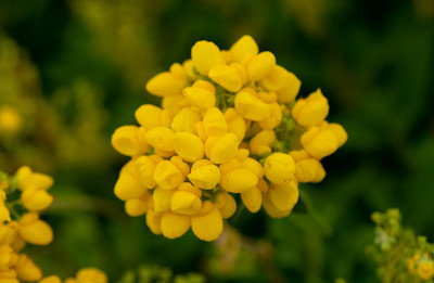 黄花蒲包浓密