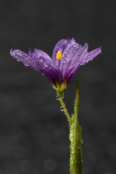 蓝眼草的花