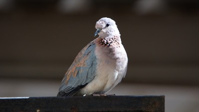 这里那里