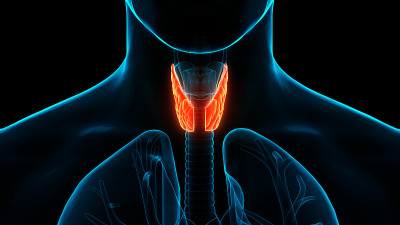 人体腺体腺叶甲状腺解剖学