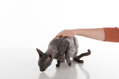 女人手握黑色康沃尔雷克斯猫在桌子上。白色背景。