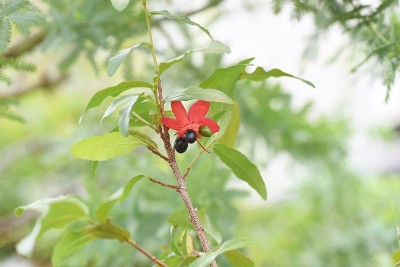 Ochna serrulata。米老鼠的植物。