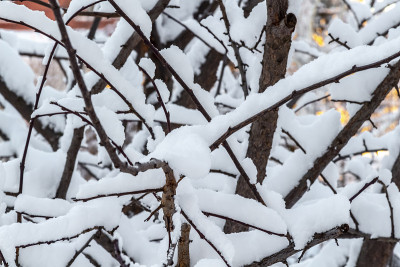 树上的雪