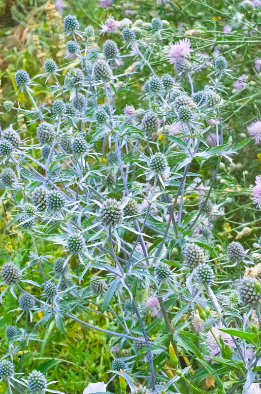 草Eryngium (Eryngium)