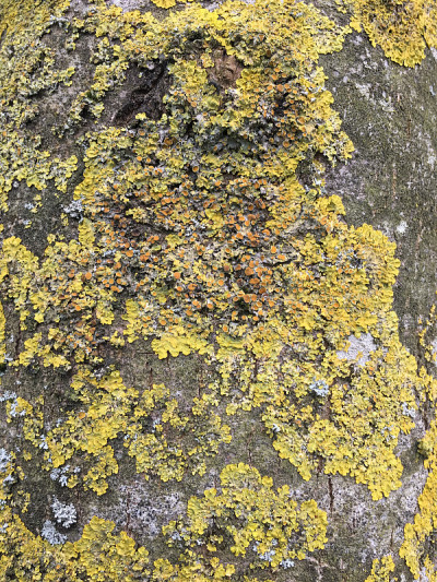 白蜡(Fraxinus excelsior)树- 2018年5月