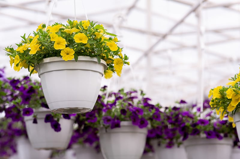 温室内的自然、植物学、植物育种和展览