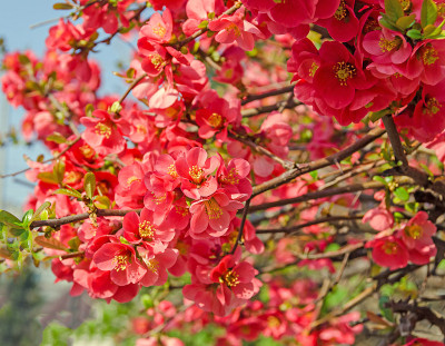 木瓜粉树花，Maule’s榅桲，Gutuiul japonez，户外近距离观察