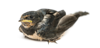 小燕子落在了地上，Hirundo rustica