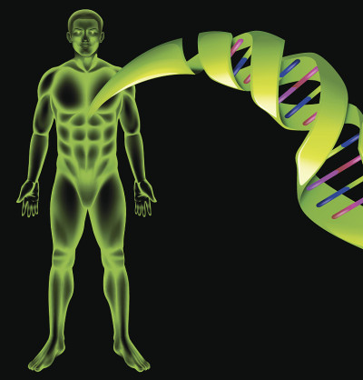 男性人类DNA