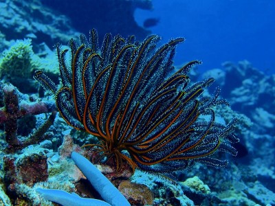 海百合