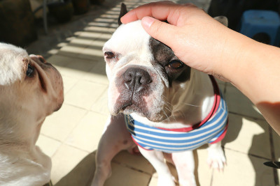 摸狗，瞌睡的法国斗牛犬或法国斗牛犬