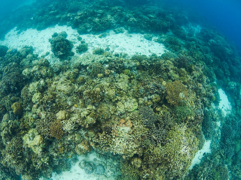 热带海底的珊瑚景观。年轻的珊瑚礁生态系统。