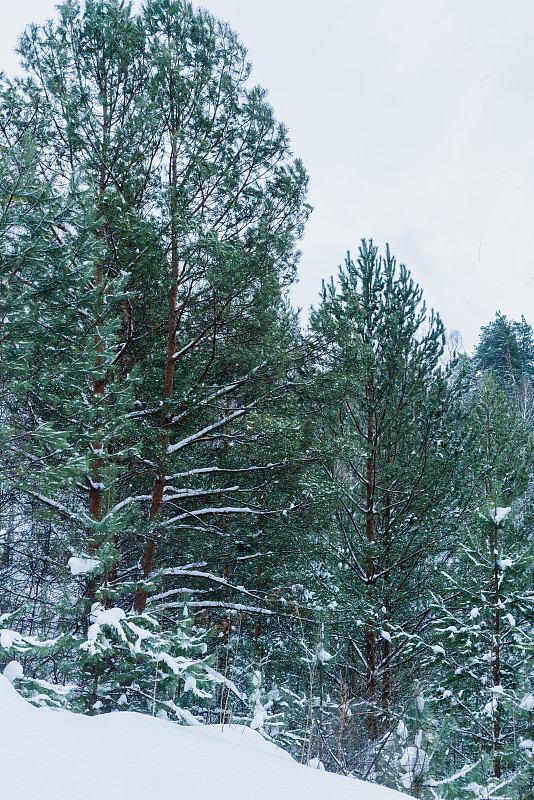 冬季松林，雪后清明。冬天的风景。