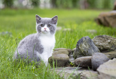 英国短毛小猫在花园里散步，坐在岩石上。蓝色两色