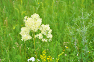 在夏季的草地上，盛开着乳白色花朵的filipendula的特写。