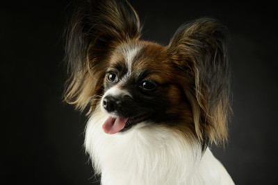 可爱的蝶耳犬的肖像