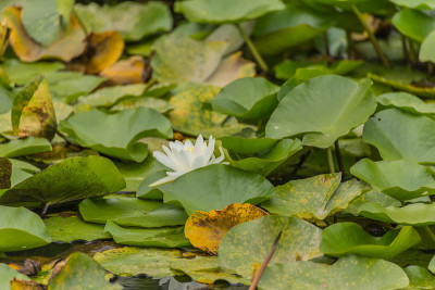 睡莲花