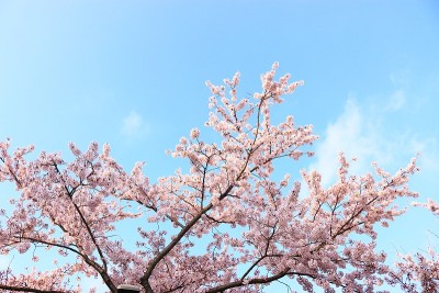 樱花，鲜花，节日，济州岛，春天，樱花树，旅游，观光，樱花，
