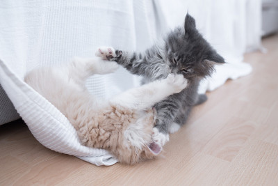 战斗的小猫