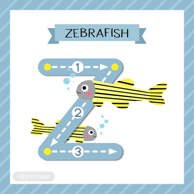 大写字母Z跟踪。斑马鱼