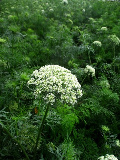 胡萝卜花