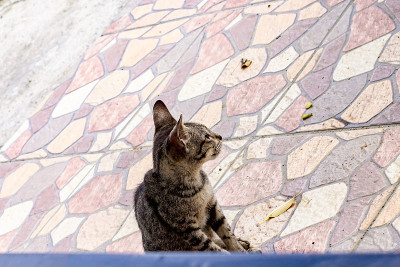 猫
