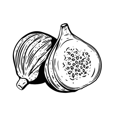 无花果的果实。手绘复古素描。矢量插图。